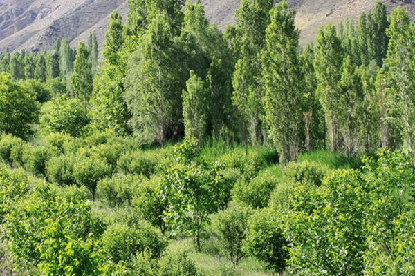 روستای زرین دشت تهران