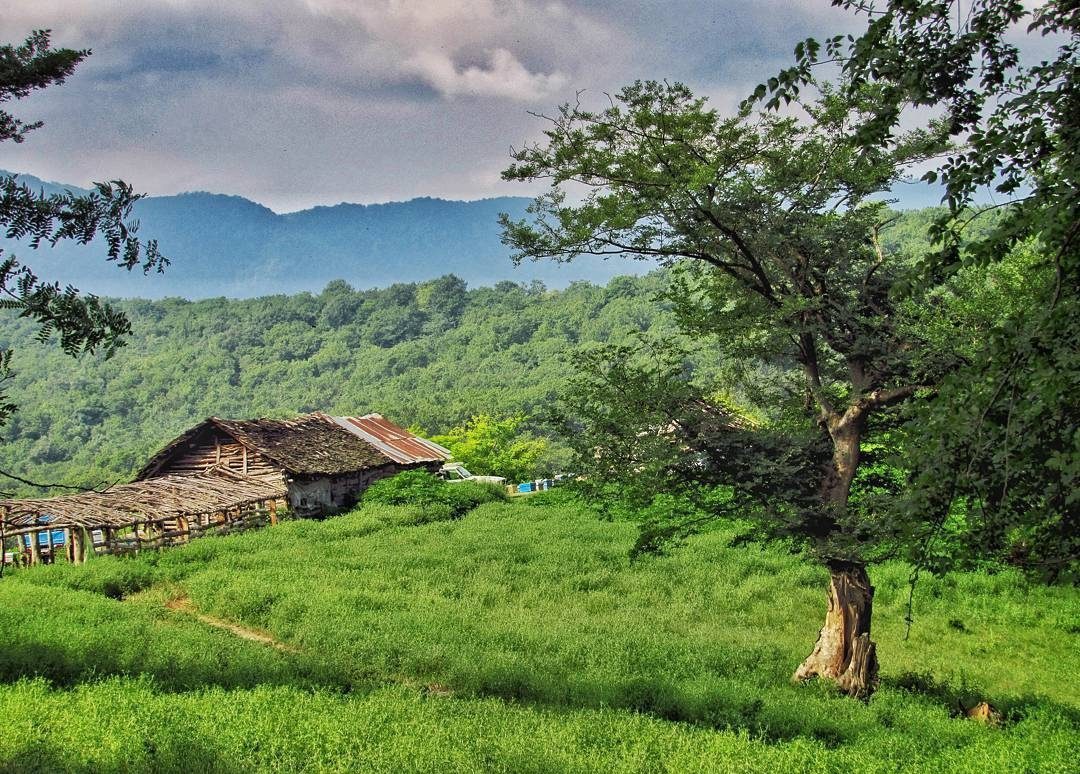 جنگل بلیران آمل